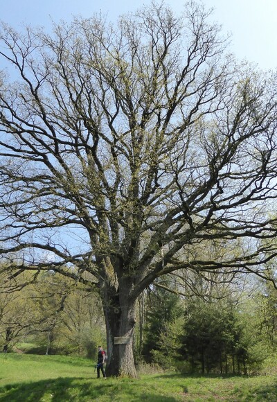 Friedenseiche bei Kucha