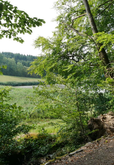 Der Weg führt vorbei an den Ebracher Fischteichen