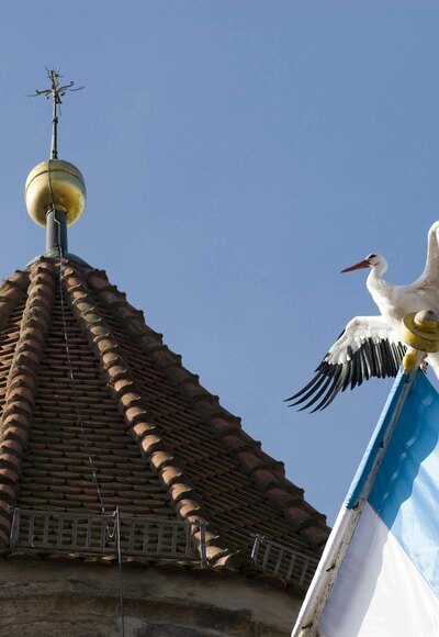 Storch sitzt auf Fahne. Im Hintergrund ein Dach mit einem Kreuz.