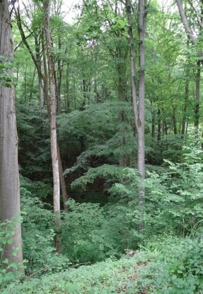 Urwald mitten in Deutschland