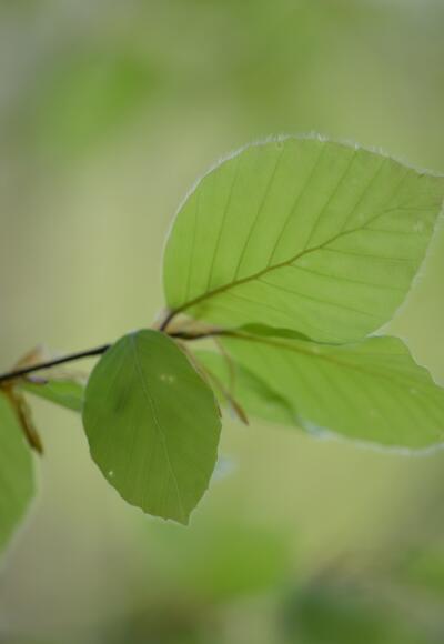 Buche, finde diesen Baum.