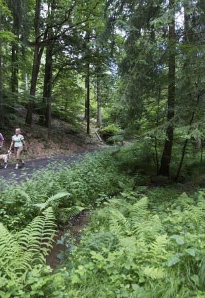 Wandern durch die Spessartwälder