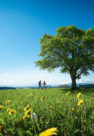 Die Wiesengänger Route