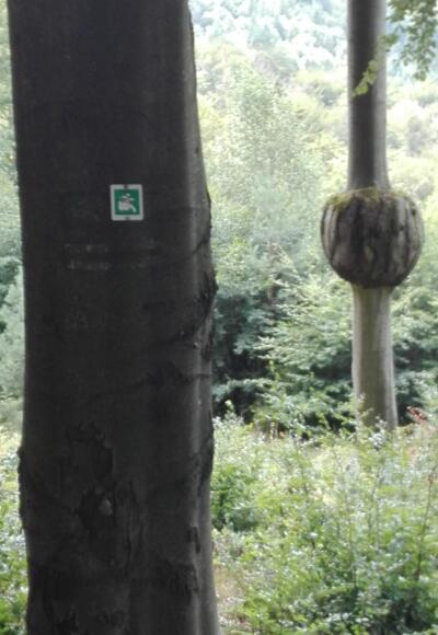 Kurioser Baum