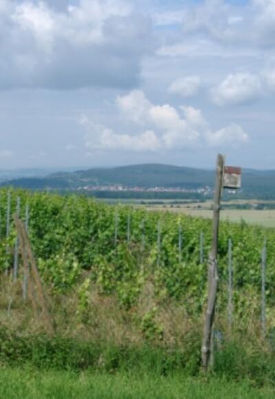 Weinanlage Reischklinge