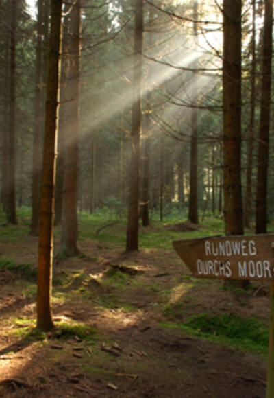 Im Wald beim Moor herrscht eine geheimnisvolle Stimmung.