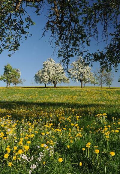 Streuobstbäume und Löwenzahnwiese