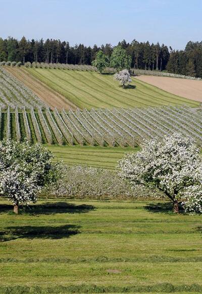 Blühende Streuobstwiese