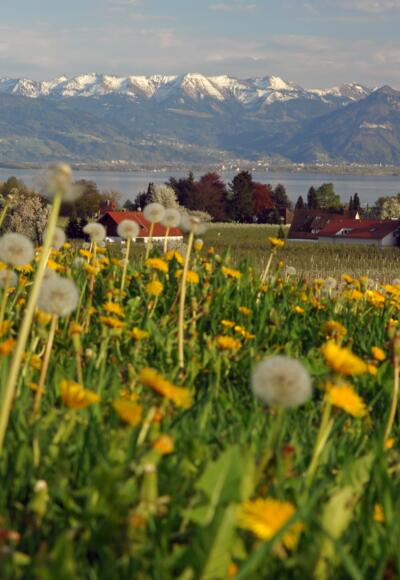 Nonnenhorn-Panorama im Frühling