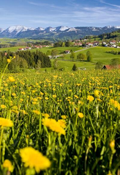 Löwenzahnwiese mit Bergblick