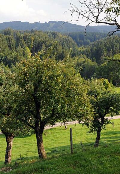 Streuobstwiese in Altensberg auf rund 700 Meter Höhe