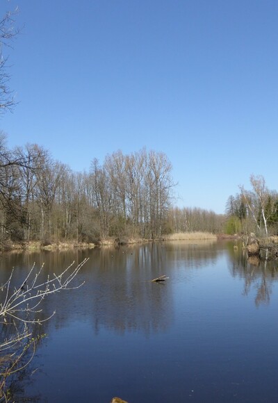 Weiher am Saubründlgraben