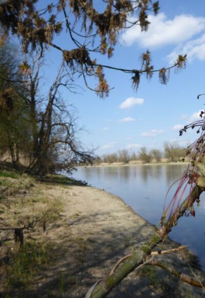 Donauufer in der Vogelau