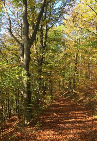 Buchwald hinter der Plassenburg