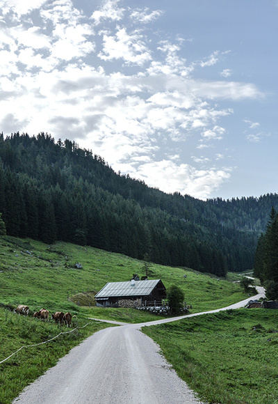 Kühe auf der Gotzentalalm