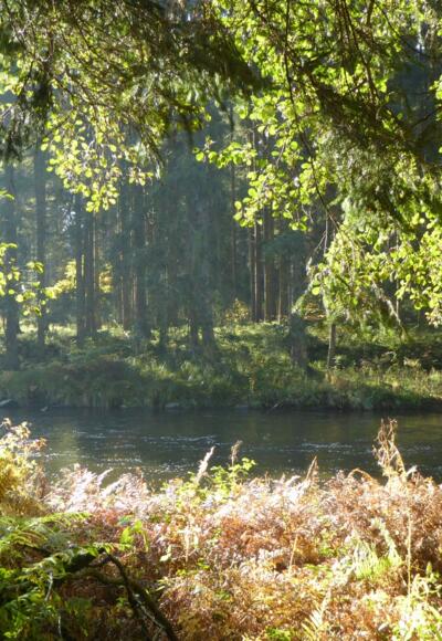 Schwarzer Regen in Bayerisch Kanada
