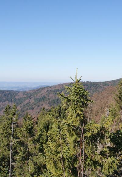 Aussicht vom Klausenstein zum Hirschenstein