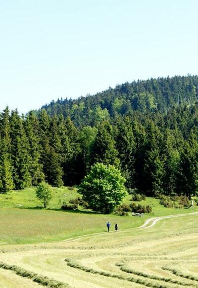 Blick zur Wacholderheide mit Pröller im Hintergrund