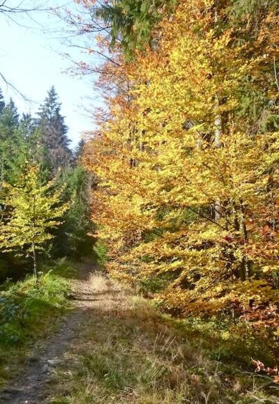 Wegabschnitt im Aufstieg