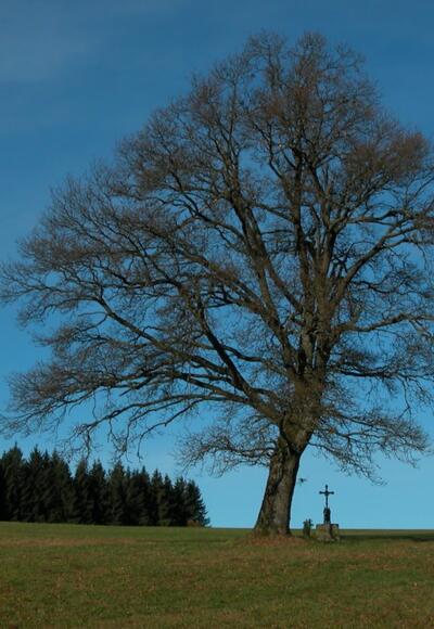 Kapellenberg-Eiche beim Tour-Start