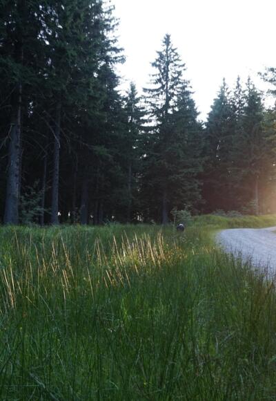 Laufstrecke Schöneben