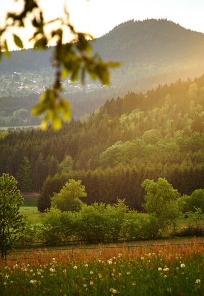Hennenkobel Langdorf