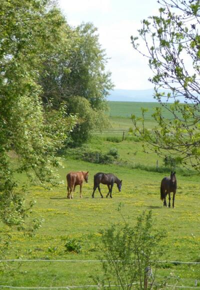Pferdekoppel in Bärnzell