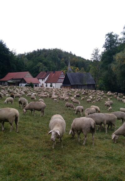 Schafe im fränkischen Jura