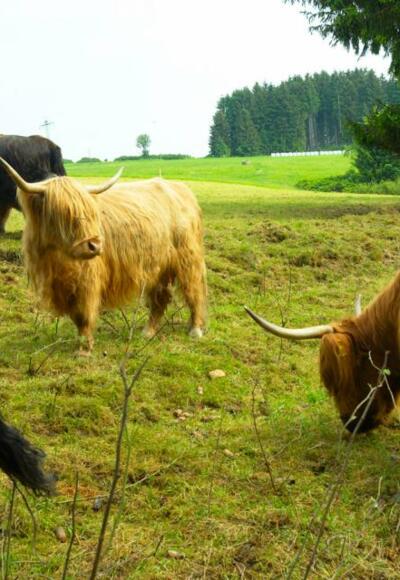 Schottische Hochlandrinder in der fränk. Rennsteigregion