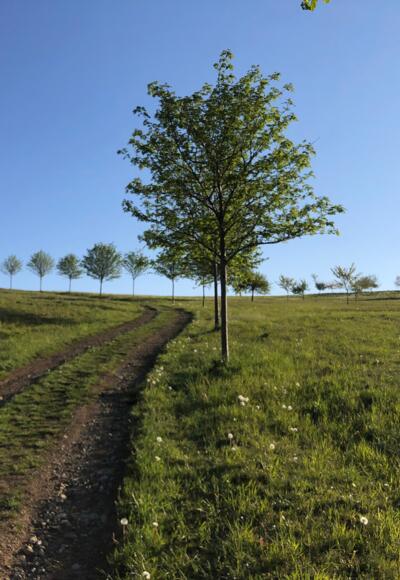 Wiesenweg von Geroldsgrün nach Steinbach