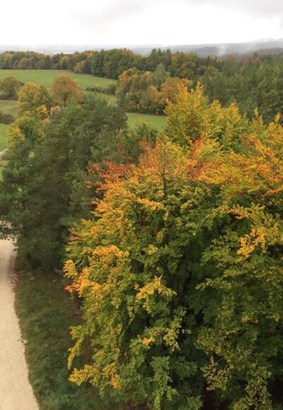 Herbstwald von der Himmelsleiter aus
