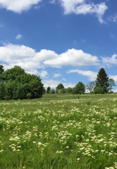 Bärwurzwiesen bei Nordhalben