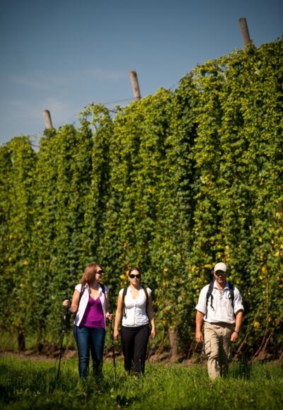 Wanderung durch Hopfengärten im Spalter Hügelland