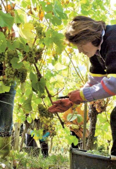 Eine Winzerin bei der Weinlese.