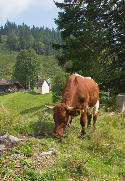 Steiner Alm © RoHa Fotothek