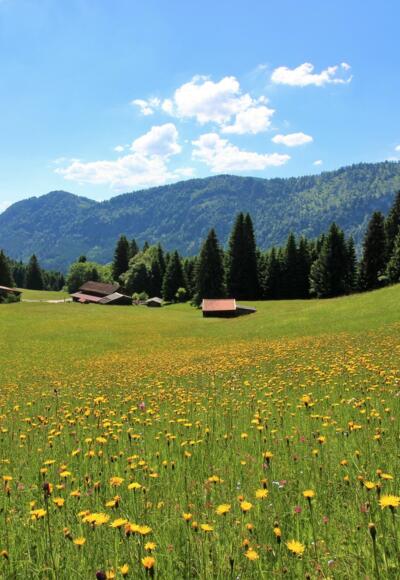 Bergwiesen bei der Gundhütte