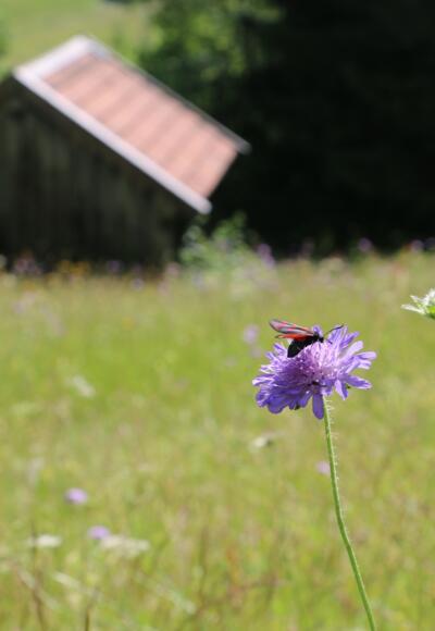 Viel zu entdecken am Bergwiesenpfad