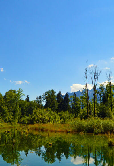 Feuchtbiotop in der Marzoller Au