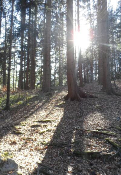 Die Frühlingssonne bahnt sich einen Weg durch die Bäume