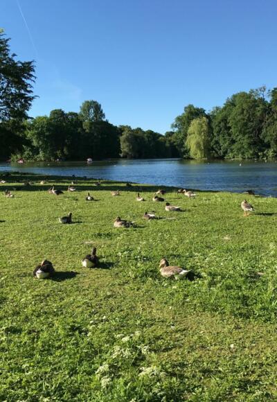 Enten im Englischen Garten