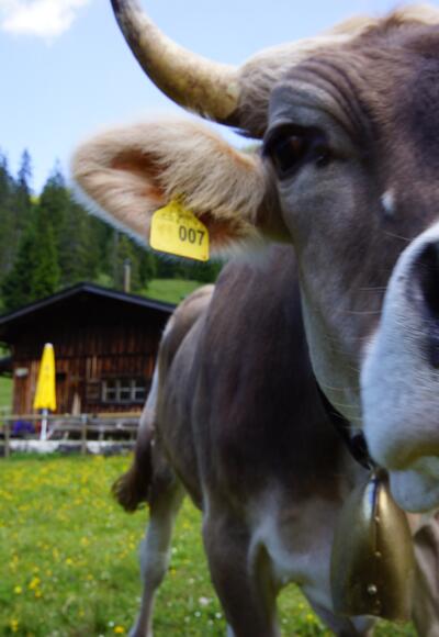 Jungrind an der Jägerhütte