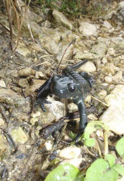 Alpensalamander Nummer 3 - Am Ende des Tages waren es 6
