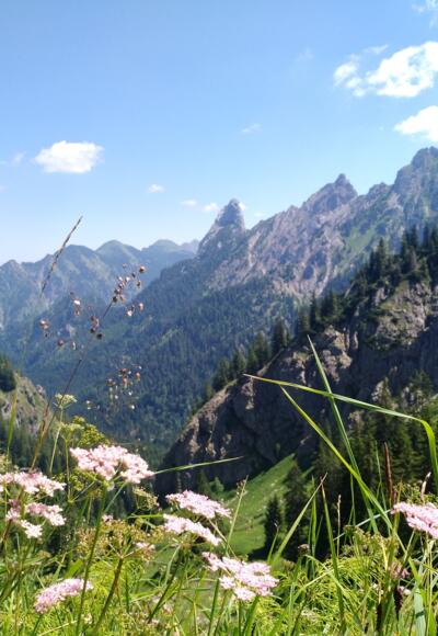Blick vom Reitweg auf die Ammergauer Alpen