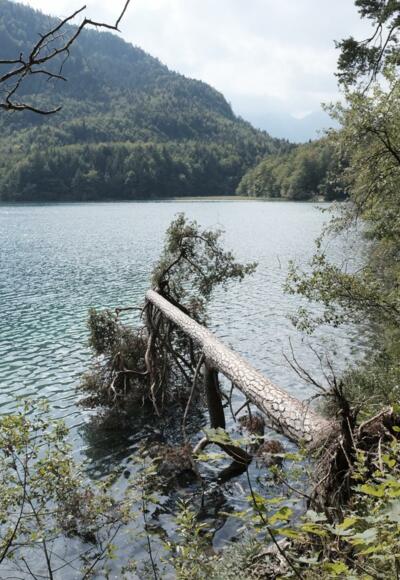 Blick über den Alpsee
