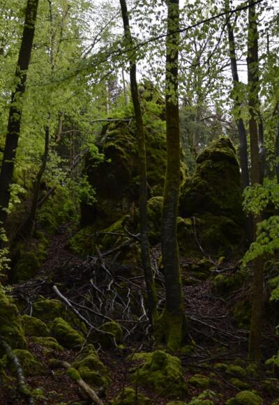 im Zauberwald zwischen Burggaillenreuth und Wohlmannsgesees