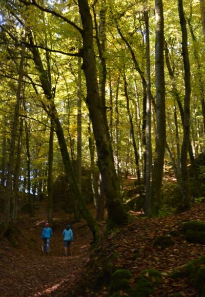 Im mystischen Wald am Druidenhain