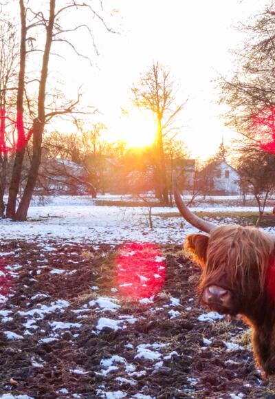 Glücklich grasende Rinder im Winter bei Bad Gögging