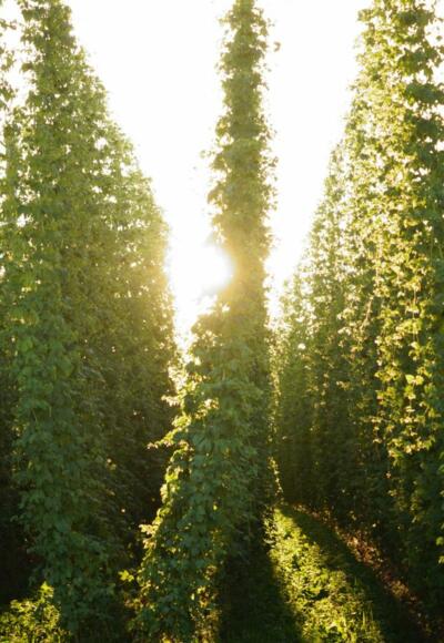Sonnenuntergang im Hopfengarten