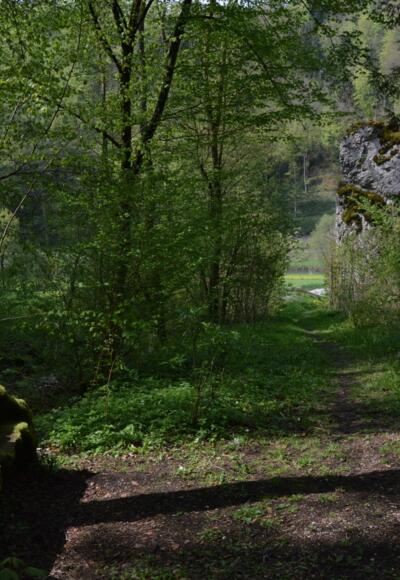Aus dem Wiesenttal durch den Schluchtwald