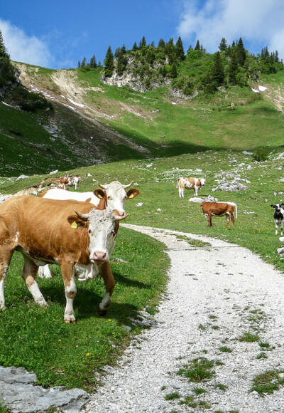 Aufstieg zur Wirtsalm